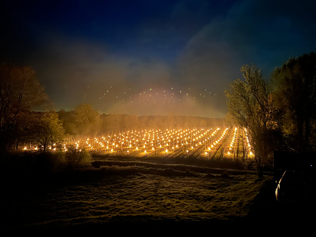 SPRING AT BIRCHDEN VINEYARDS