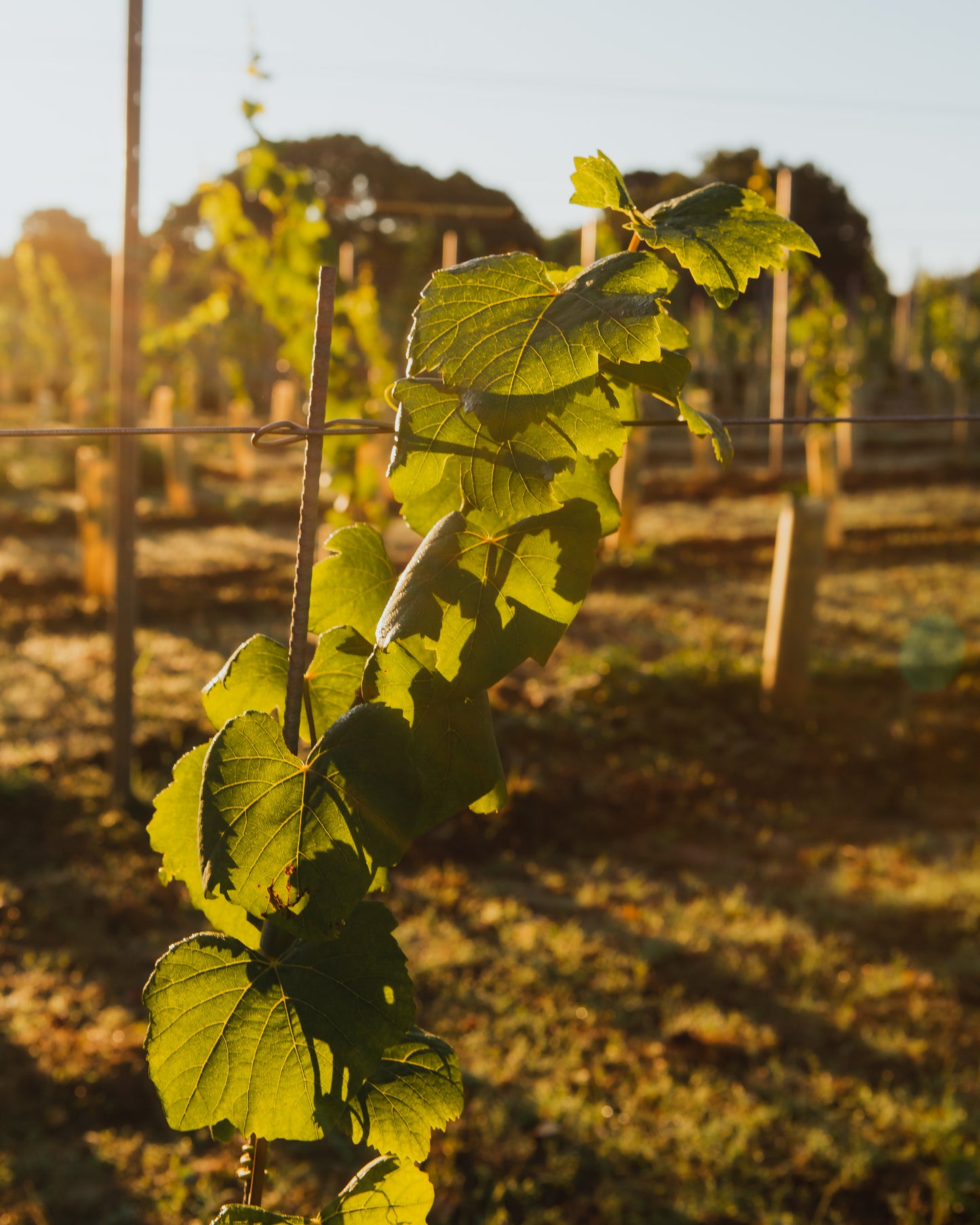 Tours and Tastings