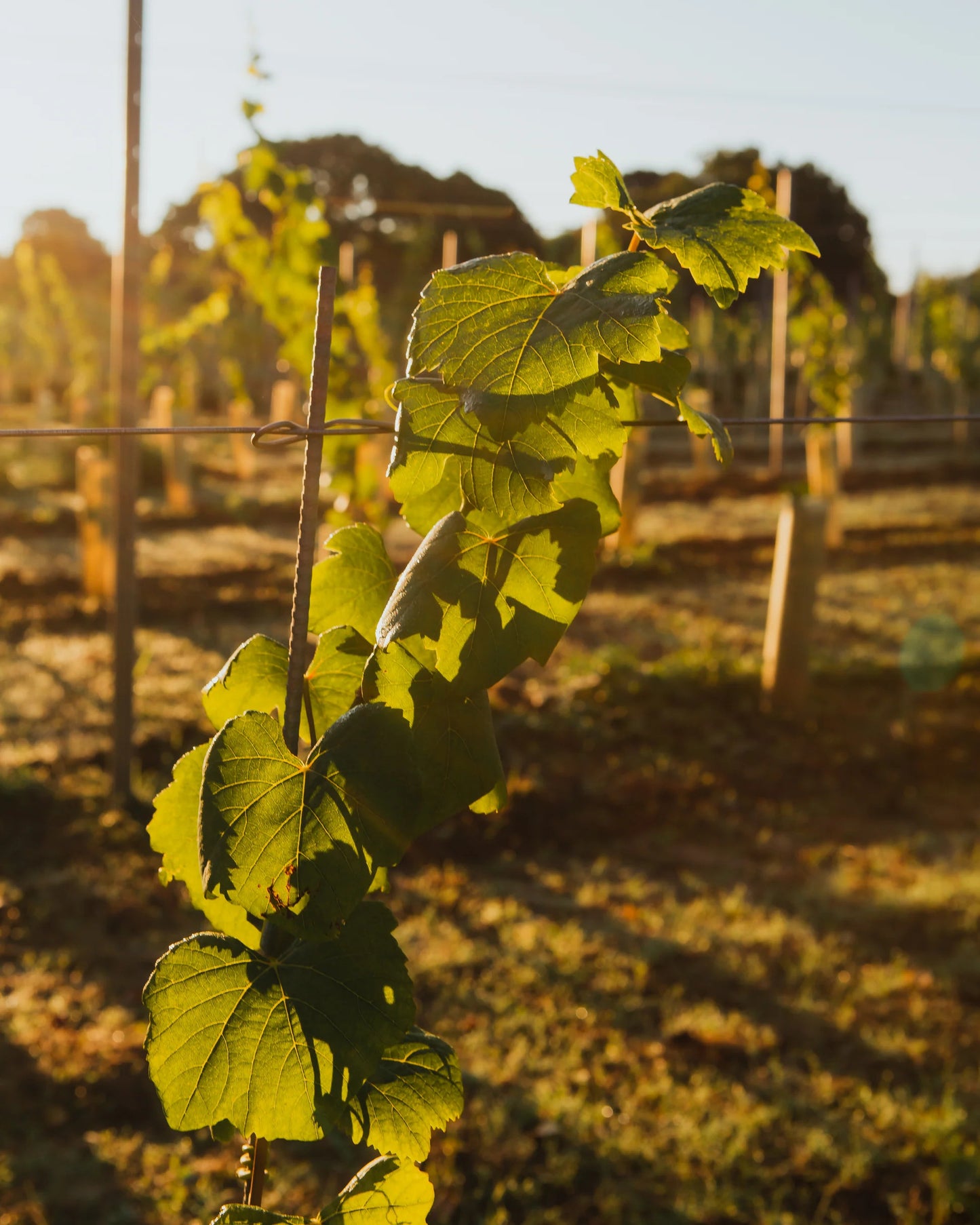 Vineyard Tours & Tastings