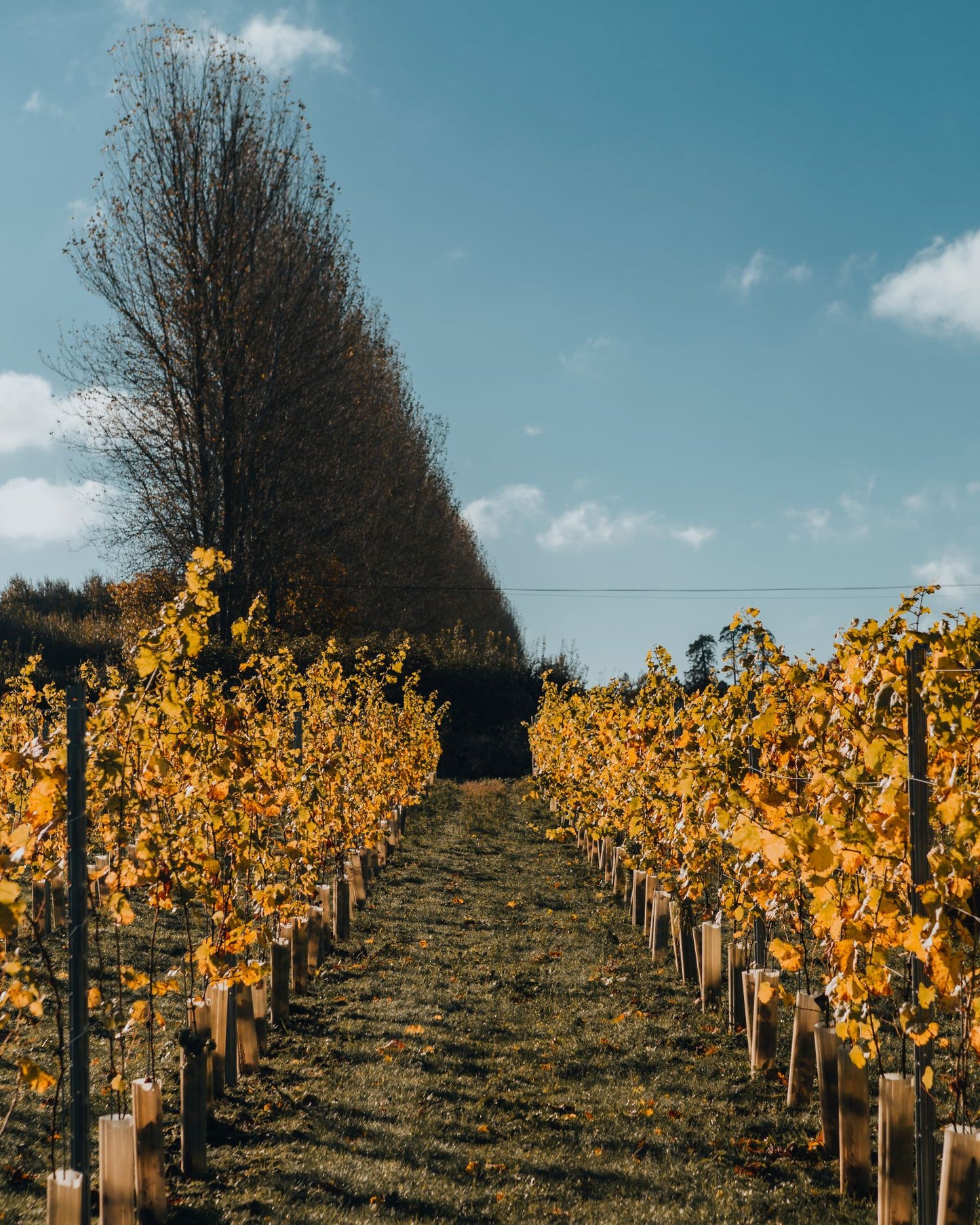 Vineyard Tours & Tastings