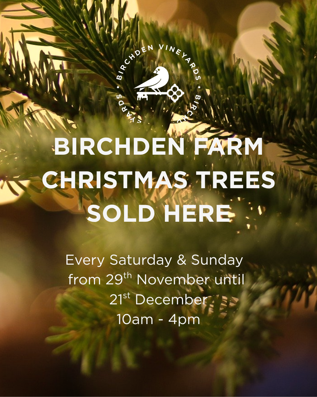Christmas Trees at Birchden Vineyards