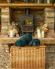Autumnal Picnics
