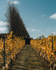 Vineyard Tours & Tastings