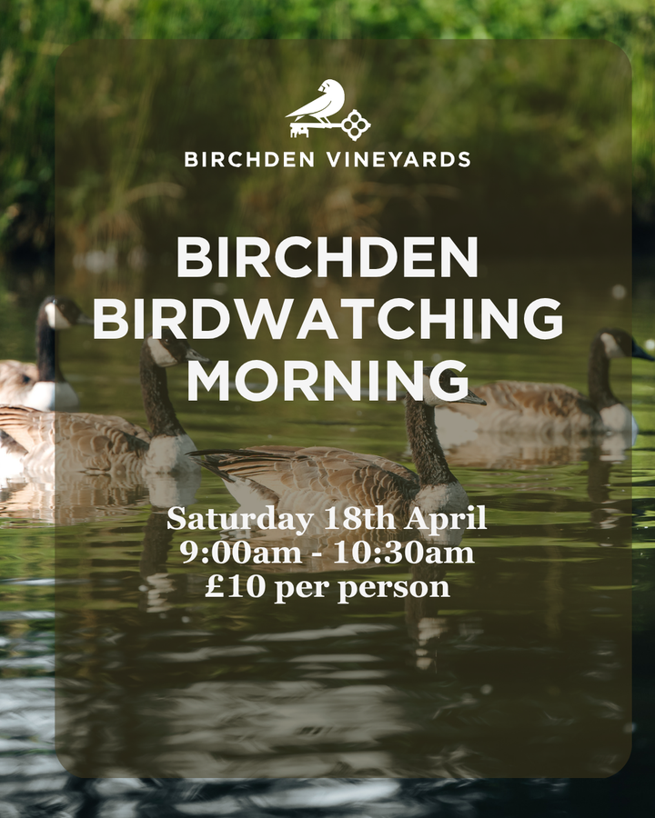Bird Watching Morning at Birchden Vineyards