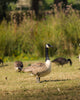 Bird Watching Morning at Birchden Vineyards