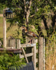 Bird Watching Morning at Birchden Vineyards