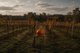 Autumn Magic at Birchden Vineyards