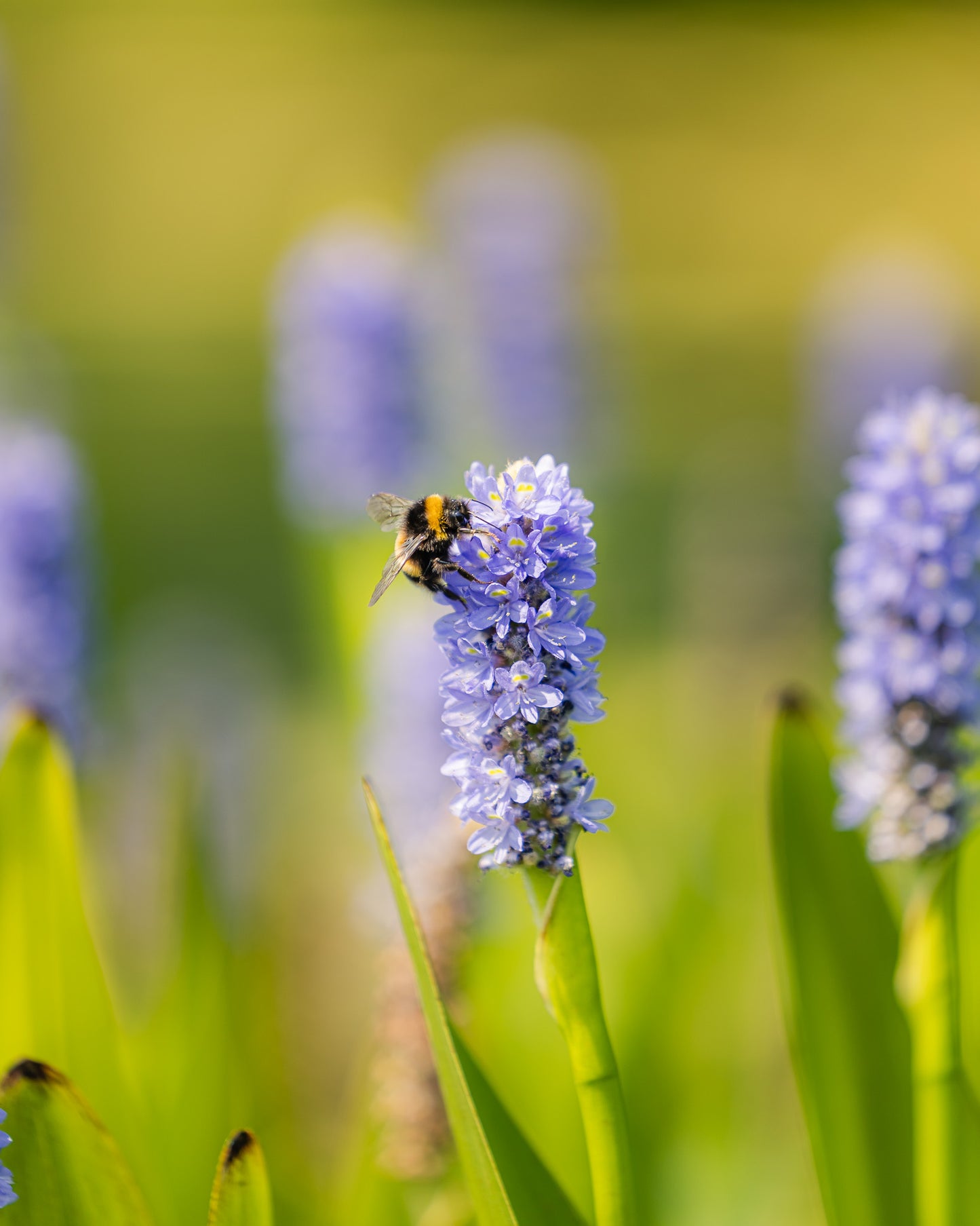 The Birchden Bee Fayre