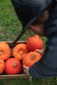 Children's Immersive Mystery Trail