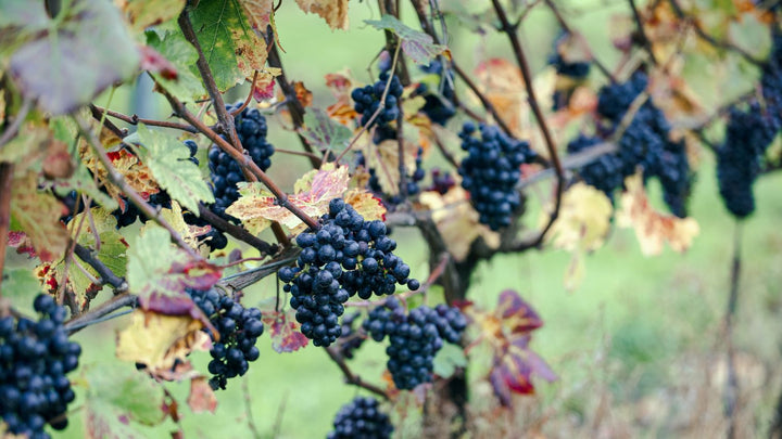 Grape Pick - booking fee